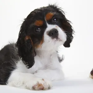 Cavalier King Charles Spaniel, puppy Cavalier King Charles Spaniel, puppy