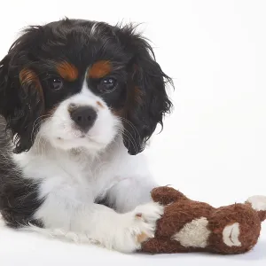 Cavalier King Charles Spaniel, puppy Cavalier King Charles Spaniel, puppy