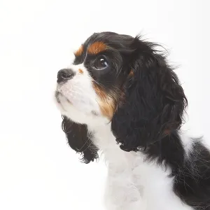 Cavalier King Charles Spaniel, puppy Cavalier King Charles Spaniel, puppy