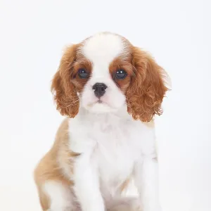 Cavalier King Charles Spaniel, puppy, blenheim