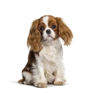 Cavalier king charles spaniel puppy seriously sitting on white studio background Cavalier king charles spaniel puppy seriously sitting on white studio background