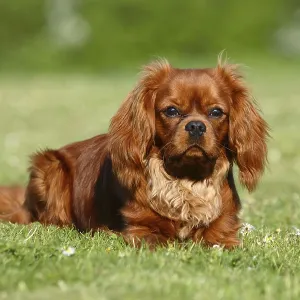 Cavalier King Charles Spaniel, ruby, 10 months