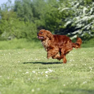Cavalier King Charles Spaniel Print - Ruby, 10 Months