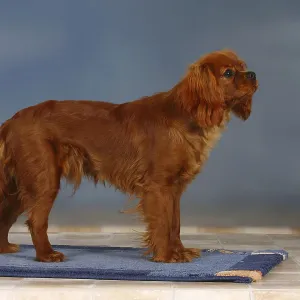 Cavalier King Charles Spaniel, ruby red