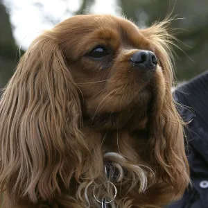 Cavalier King Charles Spaniel, ruby red