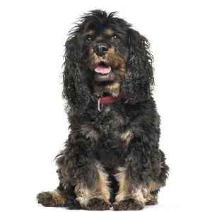 Cavalier King Charles Spaniel sitting in front of white background