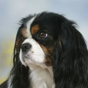 Tricolour Cavalier King Charles Spaniel Print Tricolour Cavalier King Charles Spaniel Print
