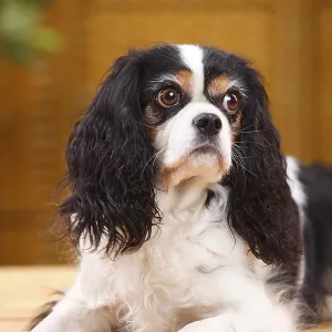 Tricolour Cavalier King Charles Spaniel Print