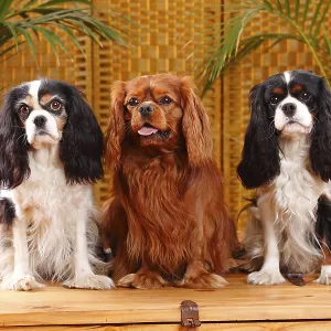 Cavalier King Charles Spaniel, tricolour and ruby red Cavalier King Charles Spaniel, tricolour and ruby red