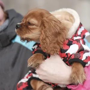 Cavalier King Charles Spaniel, young dog Cavalier King Charles Spaniel, young dog