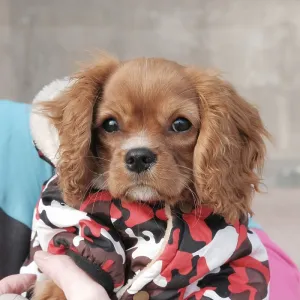 Cavalier King Charles Spaniel, young dog Cavalier King Charles Spaniel, young dog