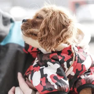 Cavalier King Charles Spaniel, young dog sits in the arms of his owner and looks at her Cavalier King Charles Spaniel, young dog sits in the arms of his owner and looks at her