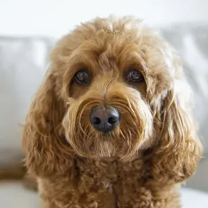 Cavapoo on the Couch Print