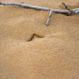 Cave of a Palmato gecko (Pachydactylus rangei)