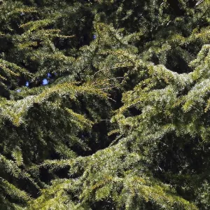 Cedar (cedrus) of Lebanon, Normandy in France Cedar (cedrus) of Lebanon, Normandy in France