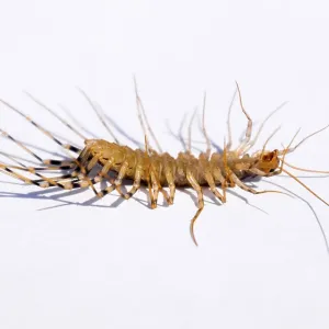 Centipede flycatcher, insect predator