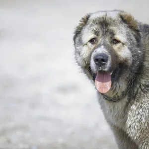 Central Asian Shepherd Dog Central Asian Shepherd Dog
