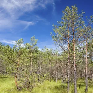 Cepkeliu National Nature Reserve