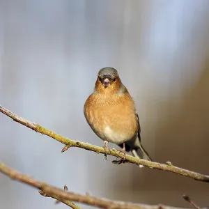 Chaffinch (Fringilla coelebs), male