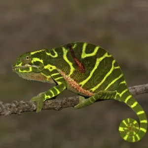 Chameleon of the newly discovered species Furcifer timoni
