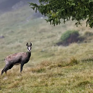 Chamois (Rupicapra rupicapra) standing in a meadow