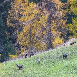 Chamois (Rupicapra rupicapra) in front of yellow larches (Larix) Chamois (Rupicapra rupicapra) in front of yellow larches (Larix)