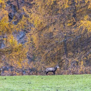 Chamois (Rupicapra rupicapra) in front of yellow larches (Larix) Chamois (Rupicapra rupicapra) in front of yellow larches (Larix)