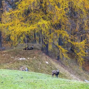 Chamois (Rupicapra rupicapra) in front of yellow larches (Larix)
