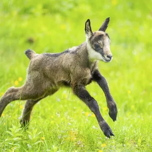 Chamois (Rupicapra rupicapra) youngster (fawn) running over a meadow