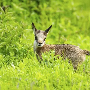 Chamois (Rupicapra rupicapra) youngster (fawn) standing on a meadow