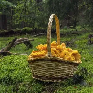 Chanterelle (Cantharellus cibarius) Chanterelle (Cantharellus cibarius)
