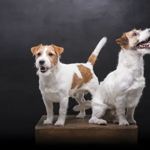 Two charming Jack Russell posing in a studio on a black background