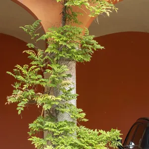 The charming tree growing along side of the building in a botanical setting a beautiful display of nature in an urban The charming tree growing along side of the building in a botanical setting a beautiful display of nature in an urban