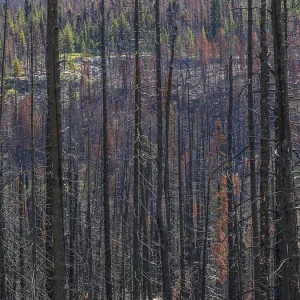 The charred and blackened trunks of trees after a forest fire The charred and blackened trunks of trees after a forest fire