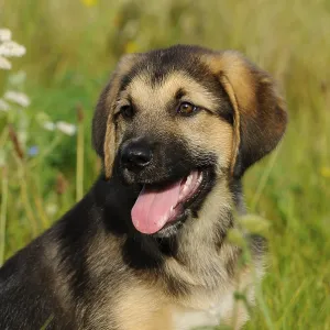 A cheerful puppy with open mouth sitting on a green meadow
