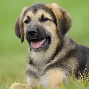A cheerfully smiling puppy lies in the grass in front of a blurred background A cheerfully smiling puppy lies in the grass in front of a blurred background