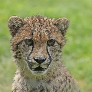 Cheetah (Acinonyx jubatus), captive Cheetah (Acinonyx jubatus), captive