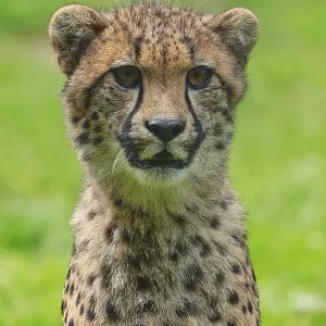 Cheetah (Acinonyx jubatus), captive Cheetah (Acinonyx jubatus), captive