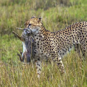 Cheetah (Acinonyx jubatus) with hunting prey Cheetah (Acinonyx jubatus) with hunting prey