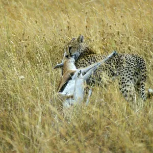 Cheetah (Acinonyx jubatus) with prey