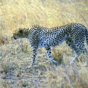 Cheetah (Acinonyx jubatus), Serengeti