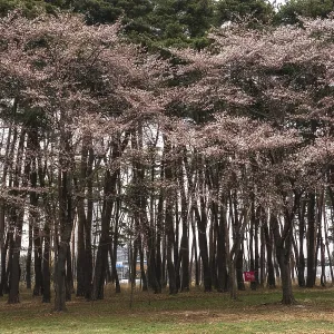 Cherry blossom in pine tree forest in gangneung Cherry blossom in pine tree forest in gangneung