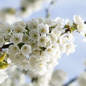 Cherry blossom (Prunus avium), Markgraflerland