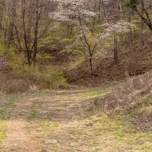 Cherry blossom tree beside path that leads into wooded area on mountainside in South Korea