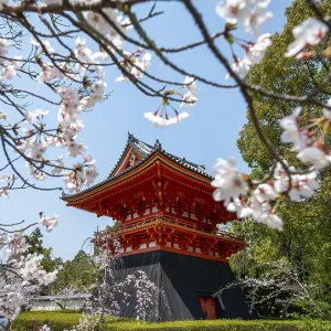 Cherry blossoms and red Shoro bell tower Cherry blossoms and red Shoro bell tower