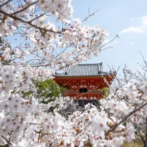 Cherry blossoms and red Shoro bell tower
