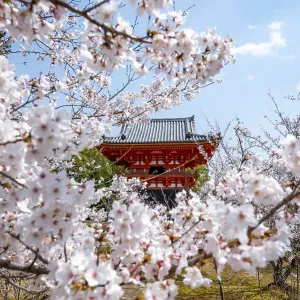 Cherry blossoms and red Shoro bell tower Cherry blossoms and red Shoro bell tower