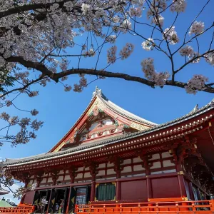 Cherry Blossoms and Red Temple