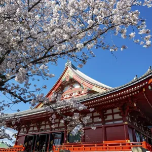 Cherry Blossoms and Red Temple