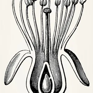 Cherry flower (Perigynous flower)